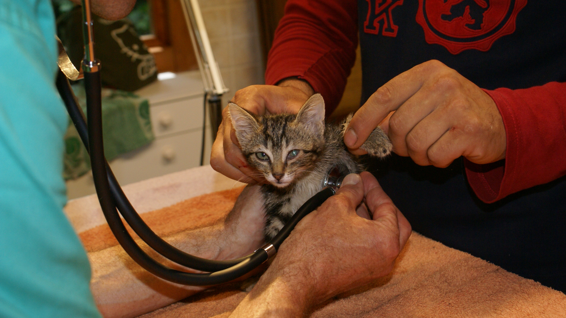 Your help for animals in need - Support NetAP animal welfare