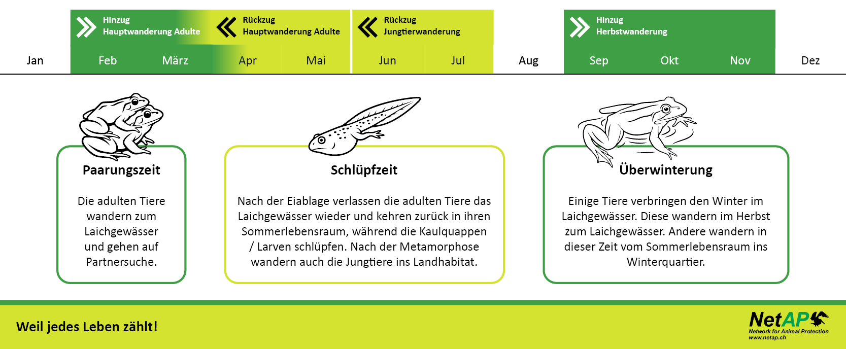 Amphibienwanderung-Grafik